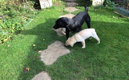 Labrador Retriever dogs for sale: Labrador bitch puppy - Advert 6