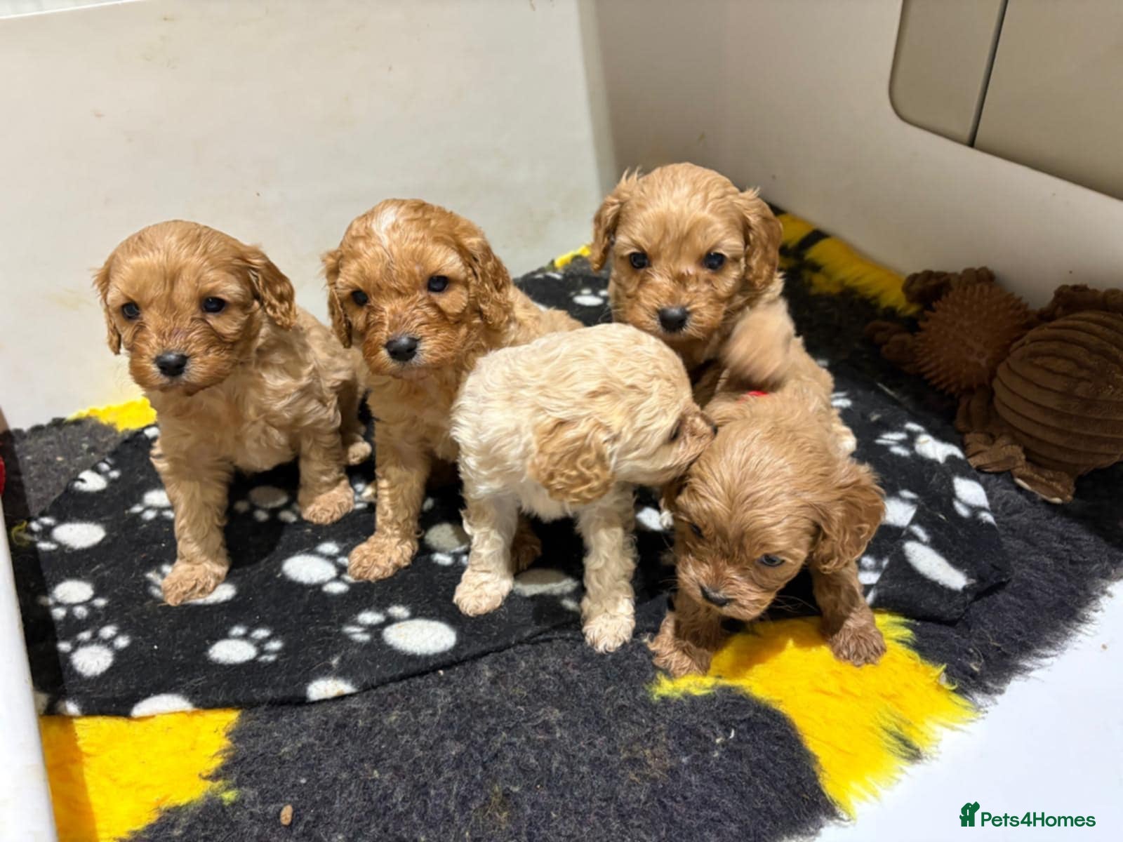 Cavapoo dogs Beautiful Cavapoo F1BB - Advert 2
