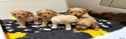 Cavapoo dogs for sale: Beautiful Cavapoo F1BB - Advert 1