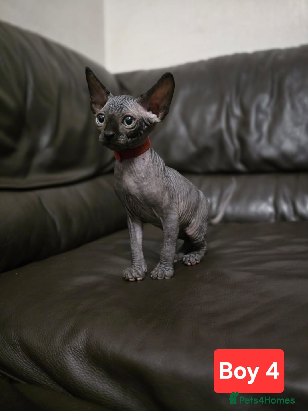Sphynx cats for sale: 🌟 Sphynx Kittens – 5 Friendly Boys Ready Soon! 🌟 - Image 21
