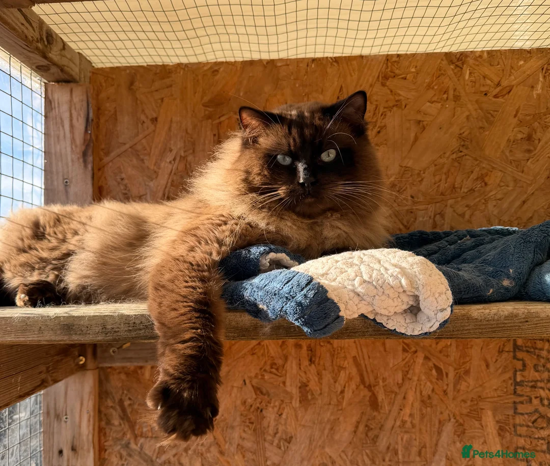 Ragdoll cats for stud: TICA registered seal mink stud - Advert 1