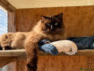 Ragdoll cats TICA registered seal mink stud - Advert 19