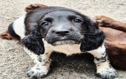 Sprocker dogs for sale: Sprocker F1  - Image 19