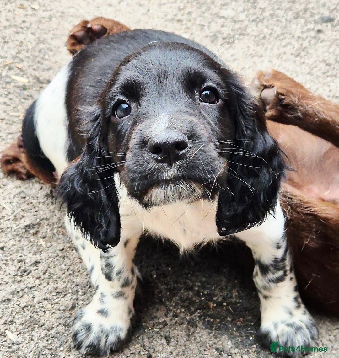 Sprocker dogs for sale: Sprocker F1  - Image 19