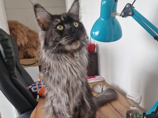 Maine Coon cats Maine Coon Kittens - Advert 1