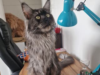 Maine Coon cats Maine Coon Kittens - Advert 2