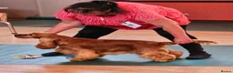 Cocker Spaniel dogs for sale: 3 PURE SHOW BLACK COCKER SPANIEL PUPPIES.  - Advert 7