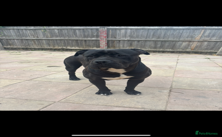 Mixed Breed dogs - Advert 1