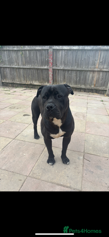 Mixed Breed dogs - Advert 8