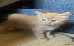 Mixed Breed cats for sale: Kittens ready now - Image 2
