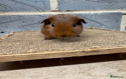 Guinea Pig rodents for sale: Young male guinea pigs only for sale  - Advert 3
