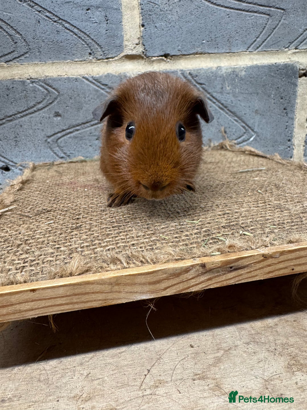 Guinea Pig rodents for sale: Young male guinea pigs only for sale  - Advert 3