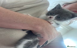 British Shorthair cats for sale: Three BSH X boy kittens ready to leave ❤️  - Image 1