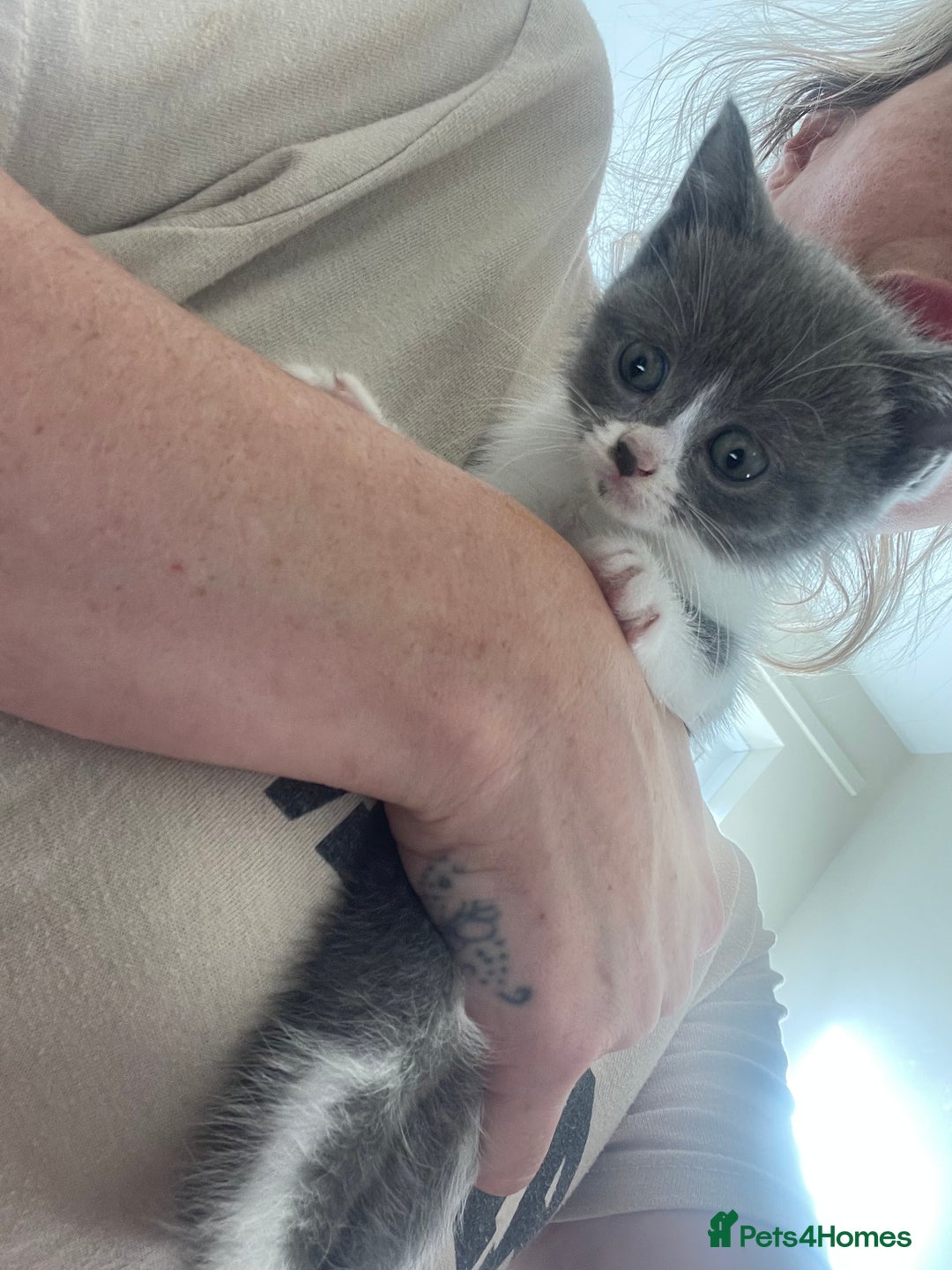 British Shorthair cats for sale: Three BSH X boy kittens ready to leave ❤️  - Image 1