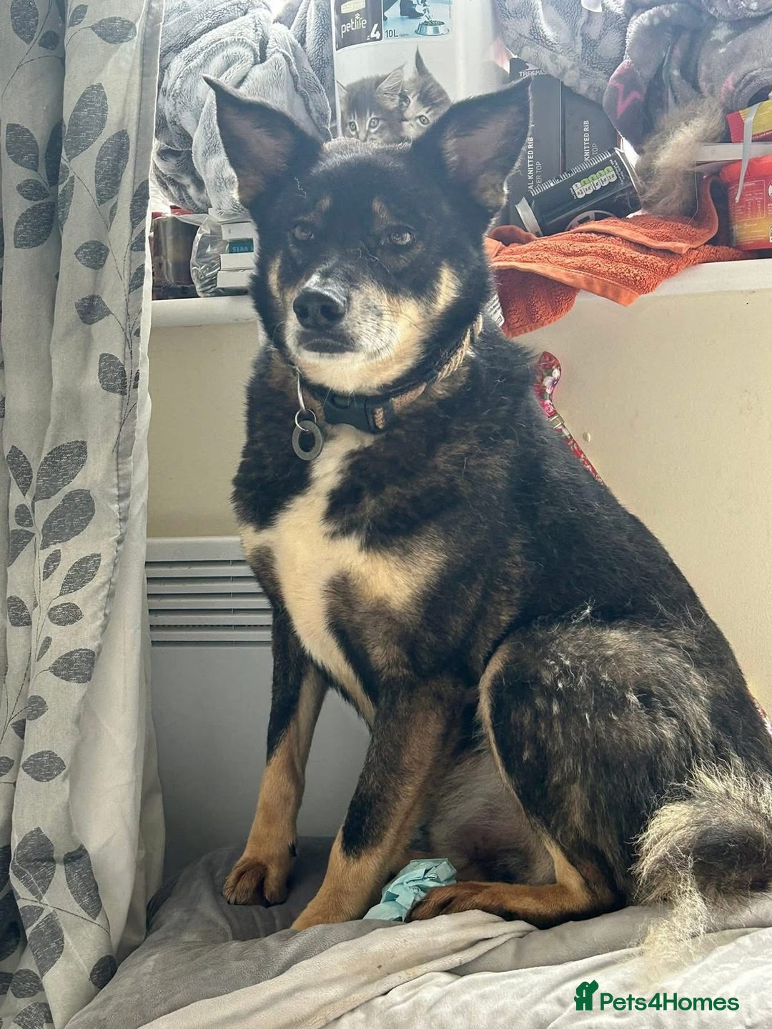 Mixed Breed dogs for adoption: Ben - Norwich Norfolk  - Advert 13