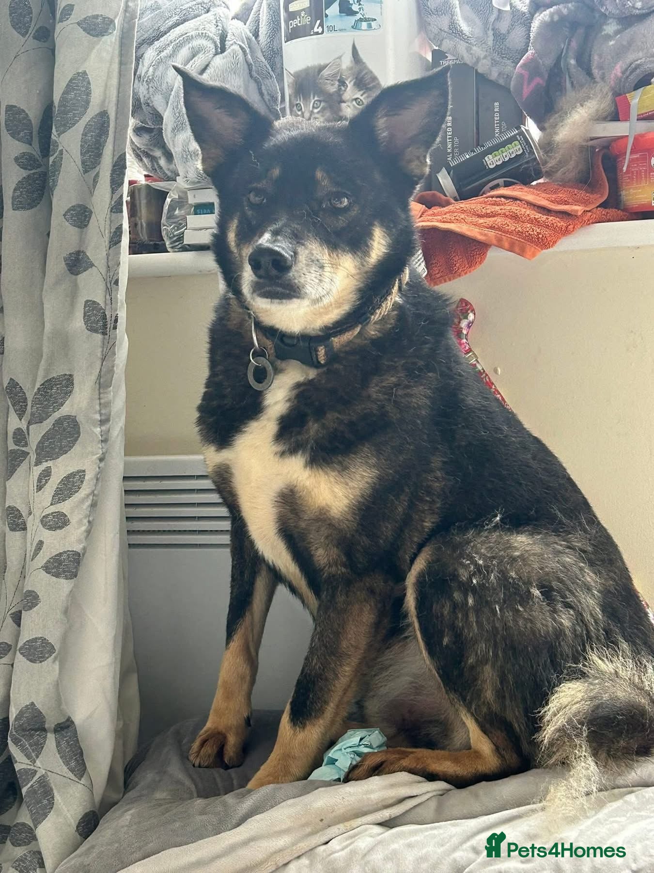 Mixed Breed dogs for adoption: Ben - Norwich Norfolk  - Advert 13