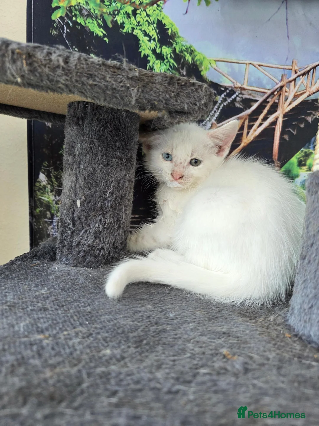 Turkish Angora cats for sale: Cute kittens in Leigh-on-Sea - Advert 2