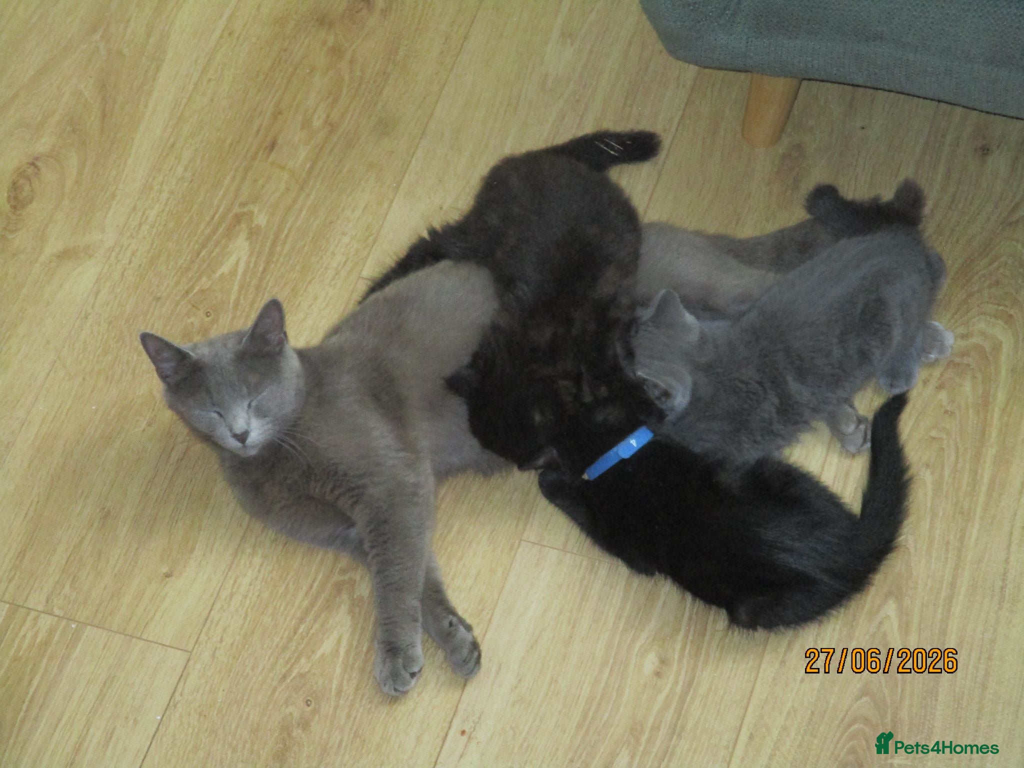 British Shorthair cats Kittens looking for a Loving Home - Advert 1