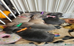 French Bulldog dogs for sale: KC REGISTERED BLUE & TAN FRENCHIES BOYS & GIRLS - Image 8