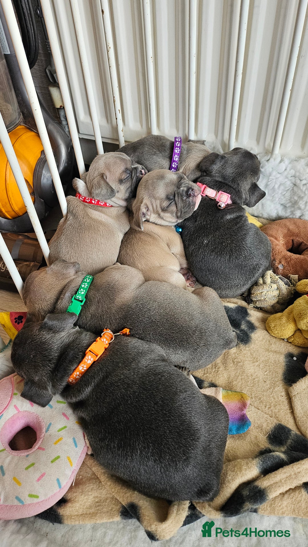 French Bulldog dogs for sale: KC REGISTERED BLUE & TAN FRENCHIES BOYS & GIRLS - Image 8
