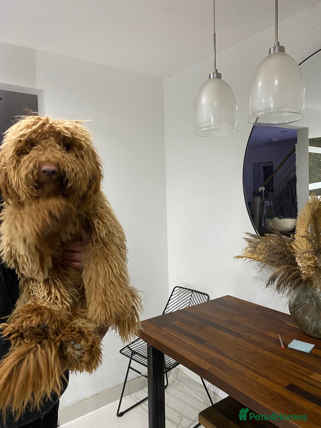 Goldendoodle dogs for sale: Australian Goldendoodel puppies  - Image 8