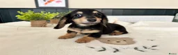 Miniature Dachshund dogs for sale: (3left, ready) Long haired miniature Dachshund  - Advert 6