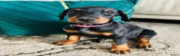 Dobermann dogs for sale: KC registered exclusive Dobermann puppies  - Advert 35