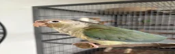 Conures birds for sale: Green Cheek Conure (Pineapple Turquoise) - Advert 1