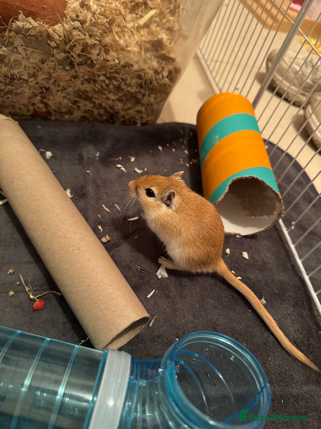 Gerbil rodents for sale: 2 Gerbils both male/brothers - Advert 3