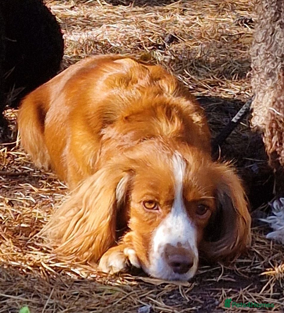 Cocker Spaniel dogs KC registered Working Cocker Spaniels  - Advert 2