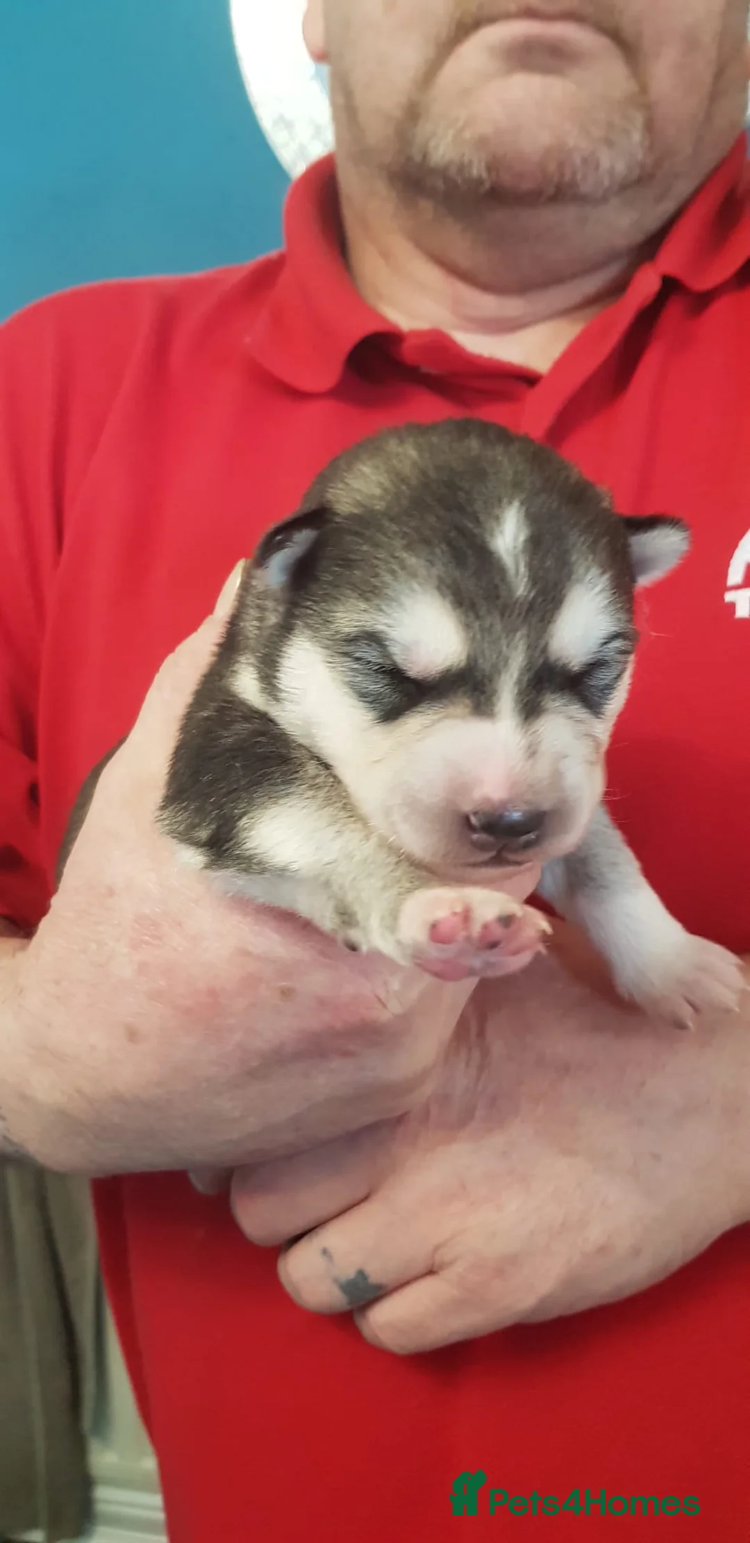 Siberian Husky dogs for stud: BLUE EYED HUSKY FOR STUD in Doncaster - Advert 21