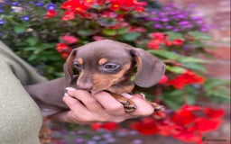 Miniature Dachshund dogs for sale: KC, PRAclear, licensed, health certificates  - Image 11