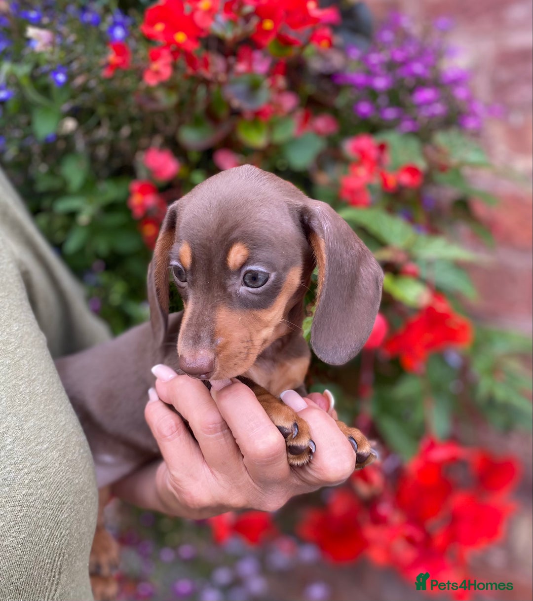 Miniature Dachshund dogs for sale: KC, PRAclear, licensed, health certificates  - Image 11