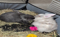 Mini Lop rabbits for sale: X2 bonded rabbits and hutch & cage - Image 7