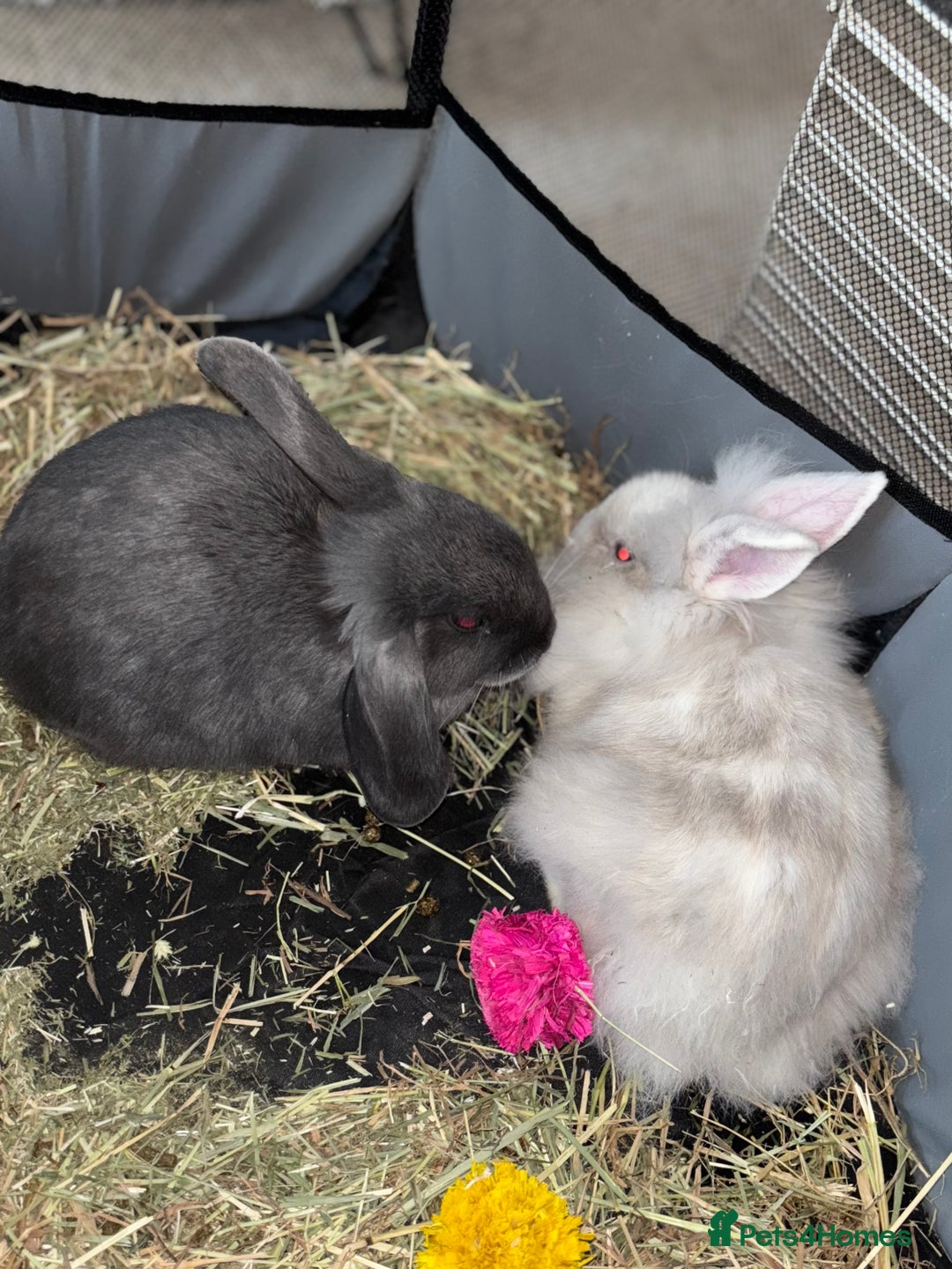 Mini Lop rabbits for sale: X2 bonded rabbits and hutch & cage - Image 7