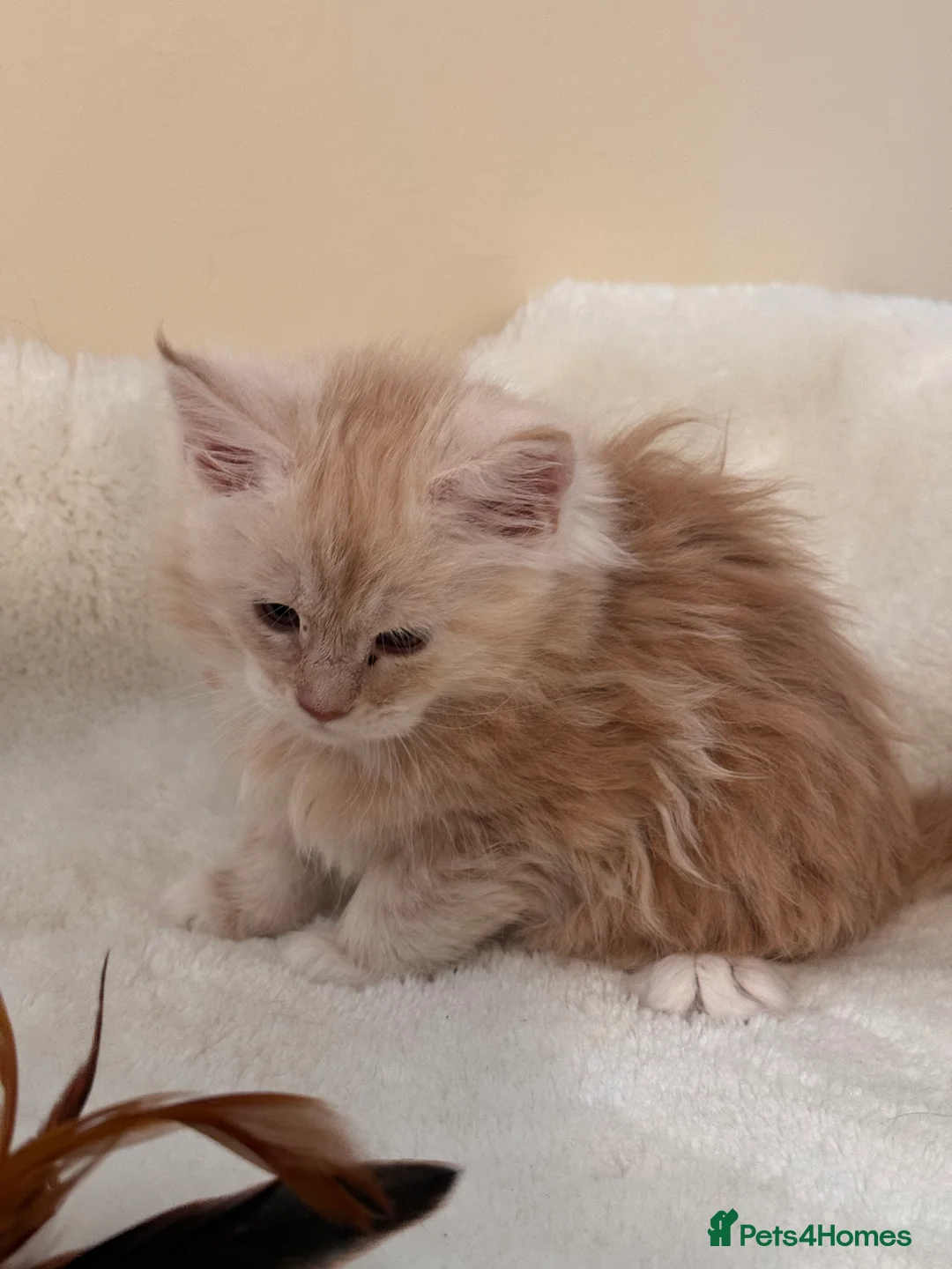 Maine Coon cats for sale: The last Maine Coon Shaded Line kittens pedigrees - Advert 7