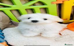 Maltese dogs for sale: For sale - Image 11