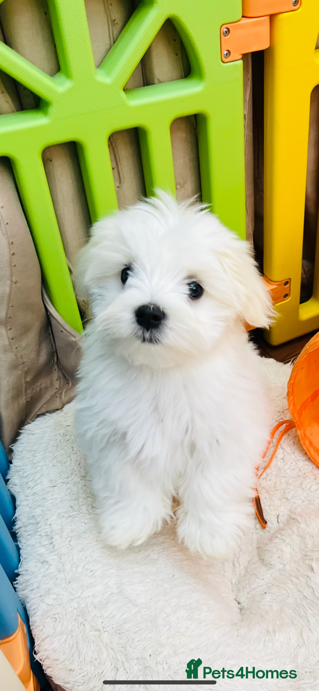 Maltese dogs for sale: For sale - Image 11