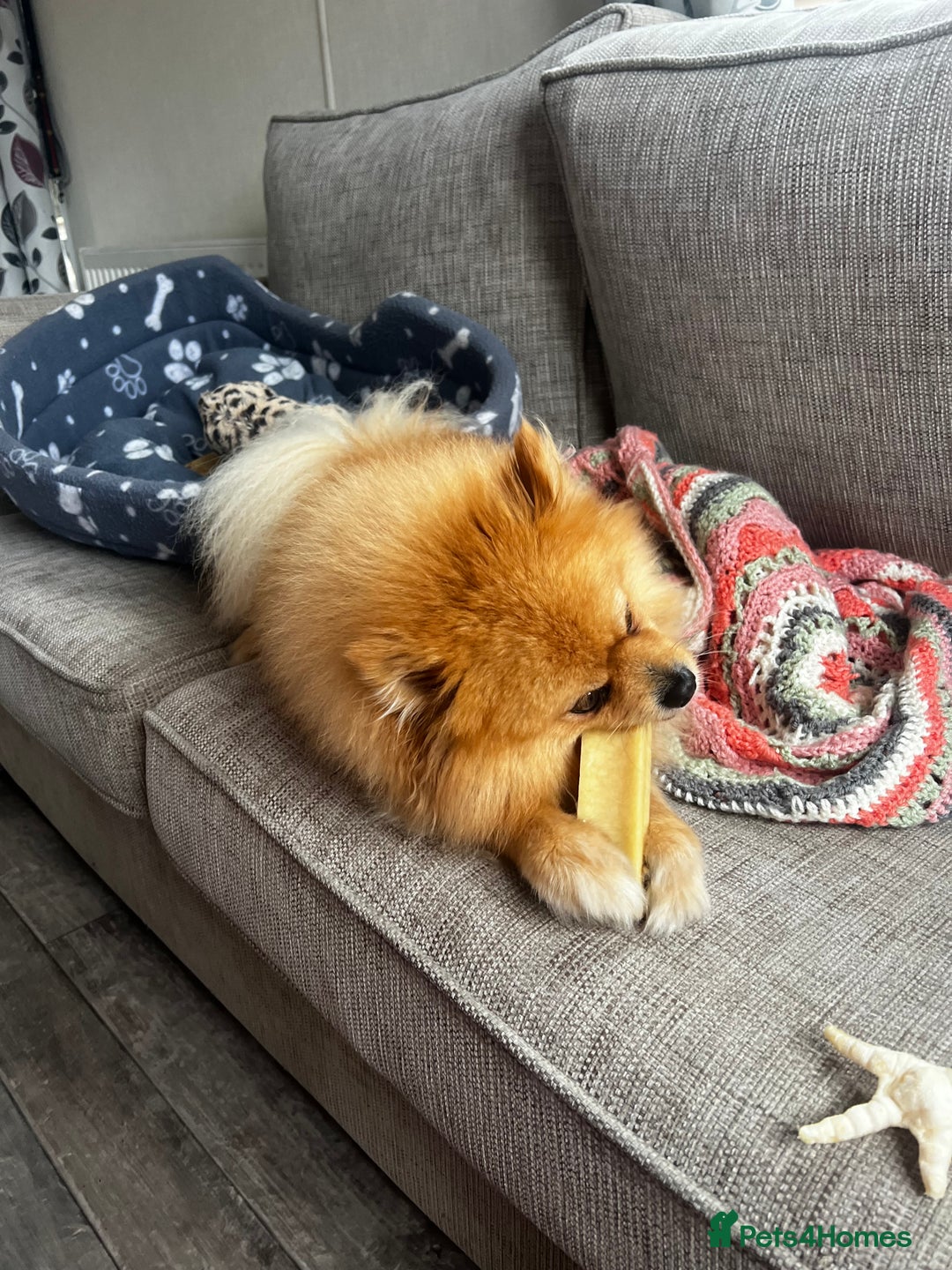 Pomeranian dogs for stud: ✨ Stunning KC Pomeranian available for stud ✨ - Advert 4