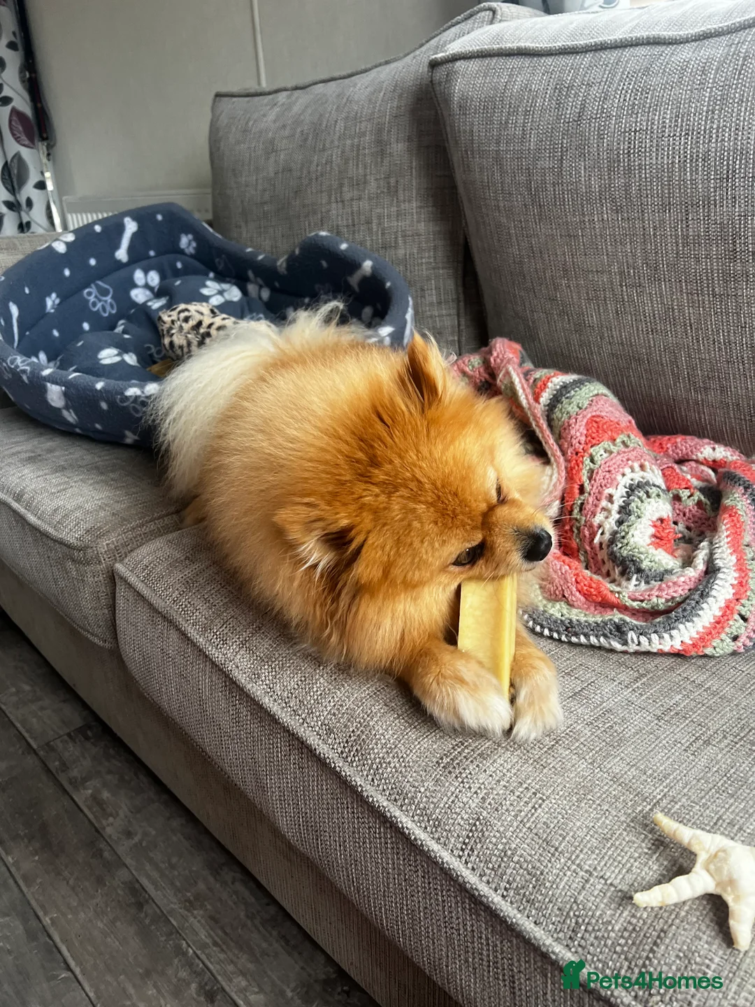 Pomeranian dogs for stud: ✨ Stunning KC Pomeranian available for stud ✨ - Advert 4