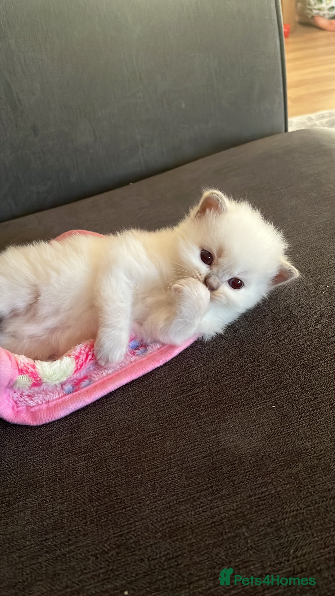 Mixed Breed cats for sale: Beautiful Ragdoll x BSH kittens for sale! - Image 15