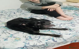 Dorset Olde Tyme Bulldogge dogs for sale: The BEST Companion ull ever have, Diesel £75  ❤️🙏 - Advert 10