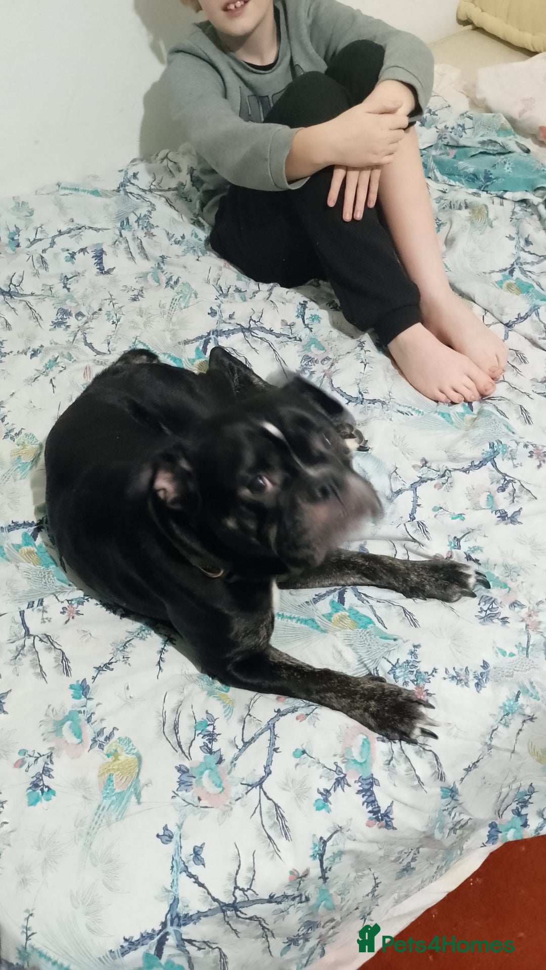 Dorset Olde Tyme Bulldogge dogs for sale: The BEST Companion ull ever have, Diesel £75  ❤️🙏 - Advert 10