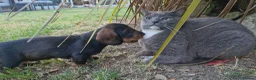 Dachshund dogs for sale: Standard Wirehaired Dachshund pups - Advert 6