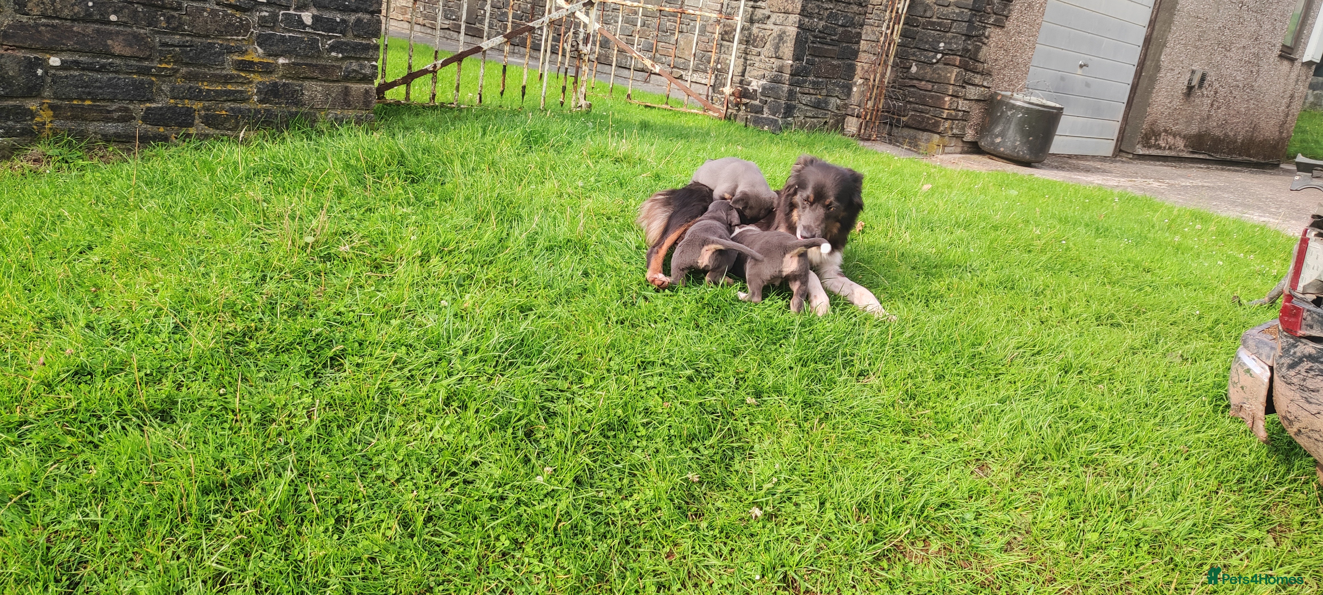Border Collie dogs 2 slate grey blue merle female puppies - Advert 4