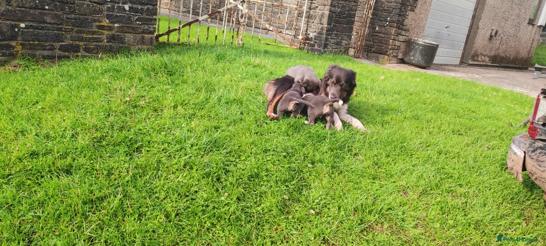 Border Collie dogs for sale: 2 slate grey blue merle female puppies - Advert 1