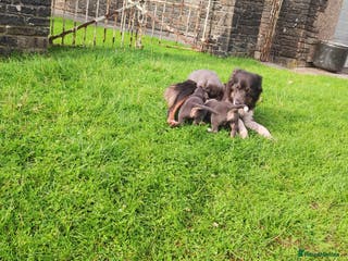 Border Collie dogs 2 slate grey blue merle female puppies - Advert 2