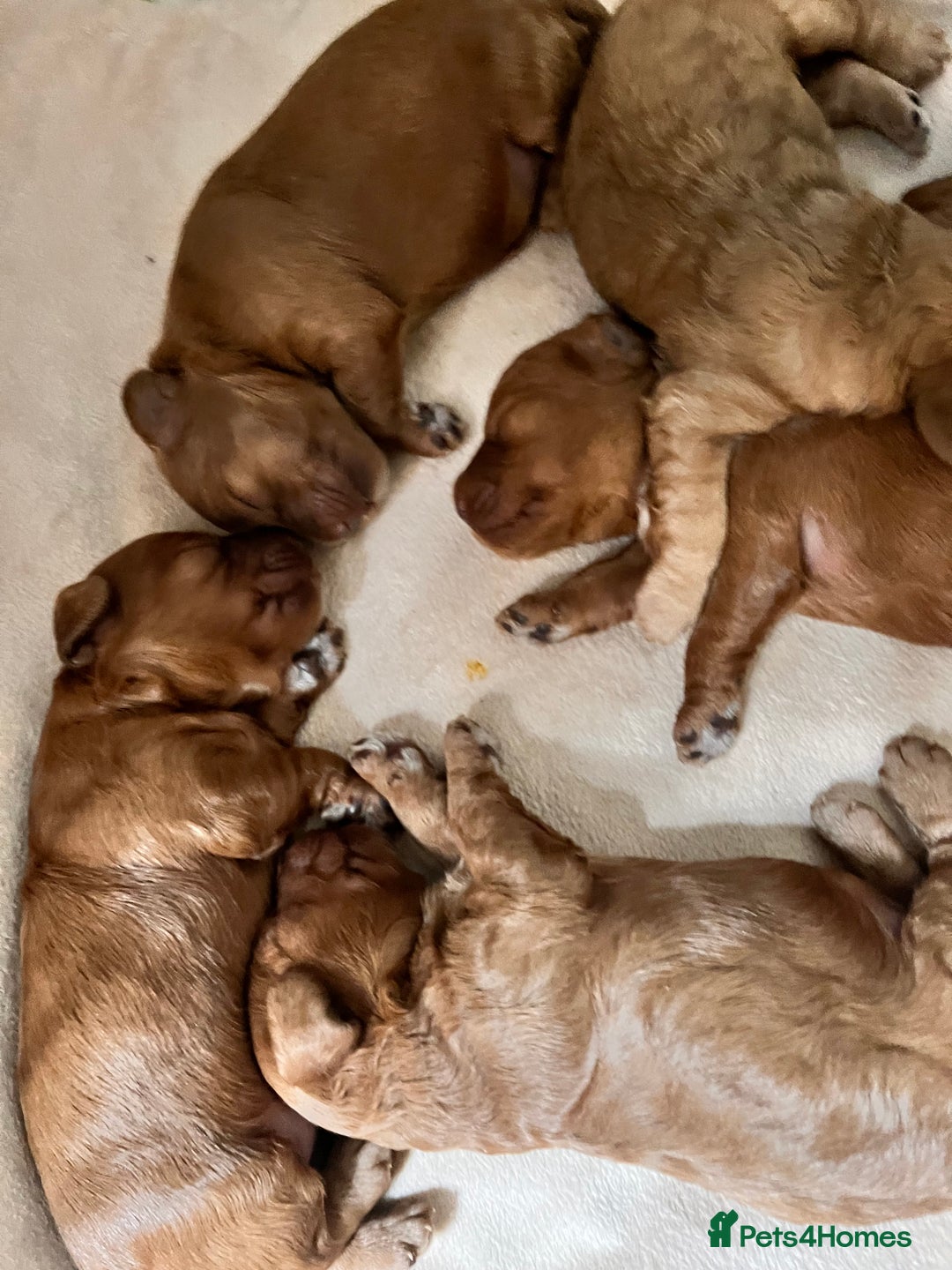 Cockapoo dogs for sale: RED COCKAPOO’s (toy size from show spaniel lines ) - Advert 7