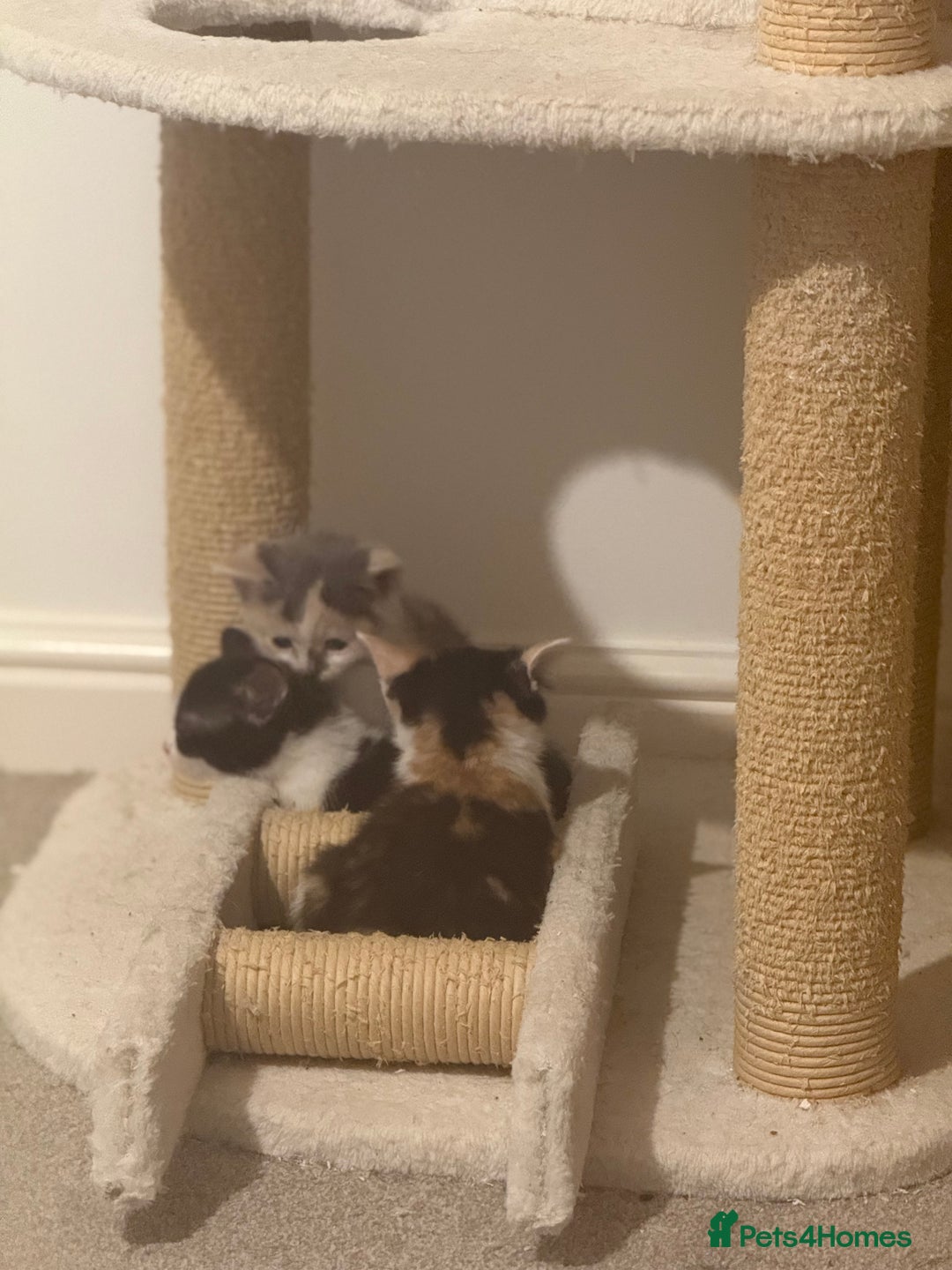 Mixed Breed cats for sale: 🤩🤩 10 beautifull fur babies 🤩🤩 - Advert 5