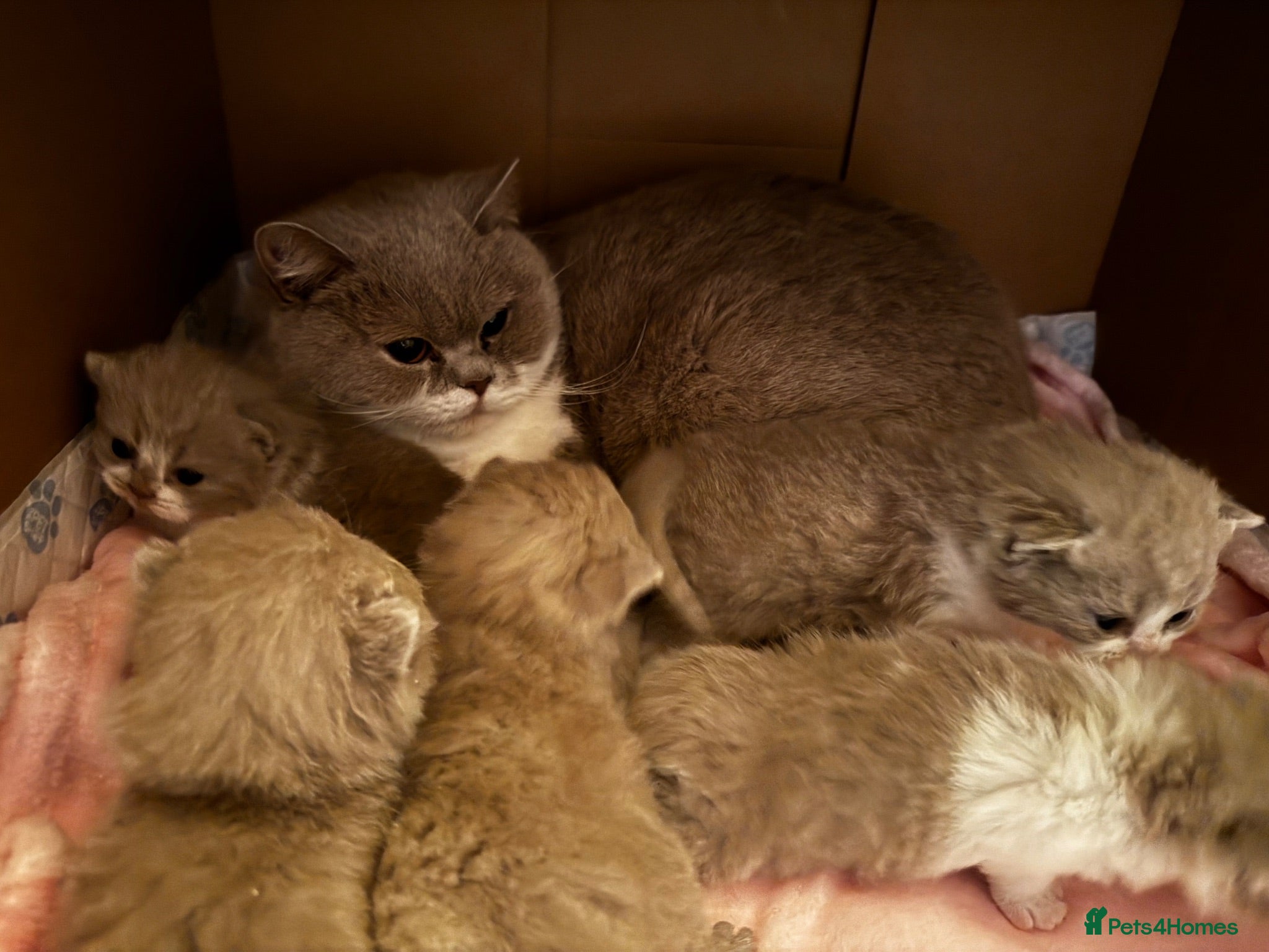 British Shorthair cats Beautiful British Shorthair Registered Kittens - Advert 1